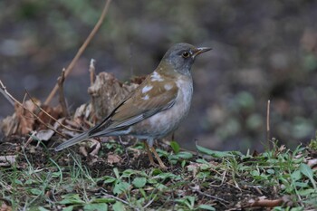 Pale Thrush Yatoyama Park Wed, 2/23/2022