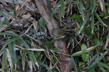 Japanese Bush Warbler Yatoyama Park Wed, 2/23/2022