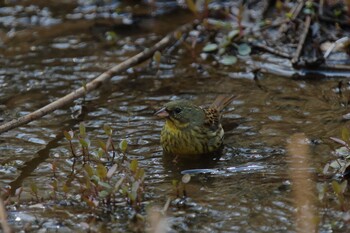 Masked Bunting Yatoyama Park Wed, 2/23/2022