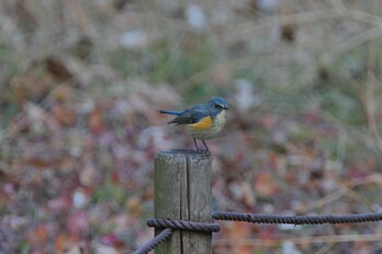 Red-flanked Bluetail Yatoyama Park Wed, 2/23/2022