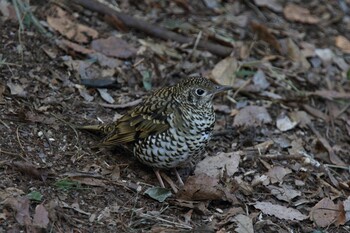 White's Thrush Yatoyama Park Wed, 2/23/2022