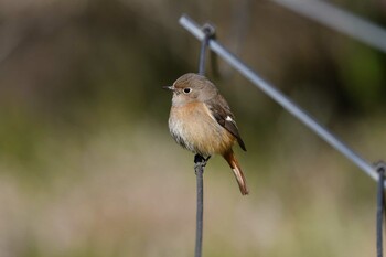 Daurian Redstart 泉の森公園 Mon, 2/21/2022