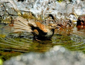 カヤクグリ 山梨県 2017年8月28日(月)