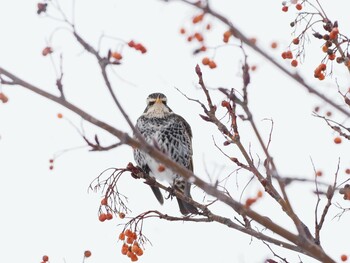 ツグミ 北海道 2022年2月23日(水)