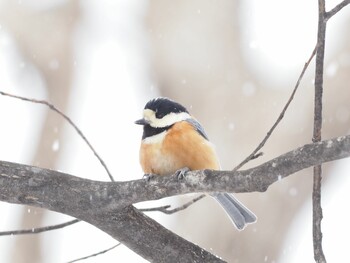 2022年2月23日(水) 北海道の野鳥観察記録