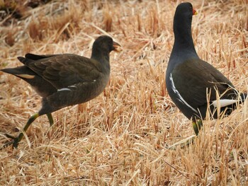 2022年2月23日(水) 奈良の野鳥観察記録