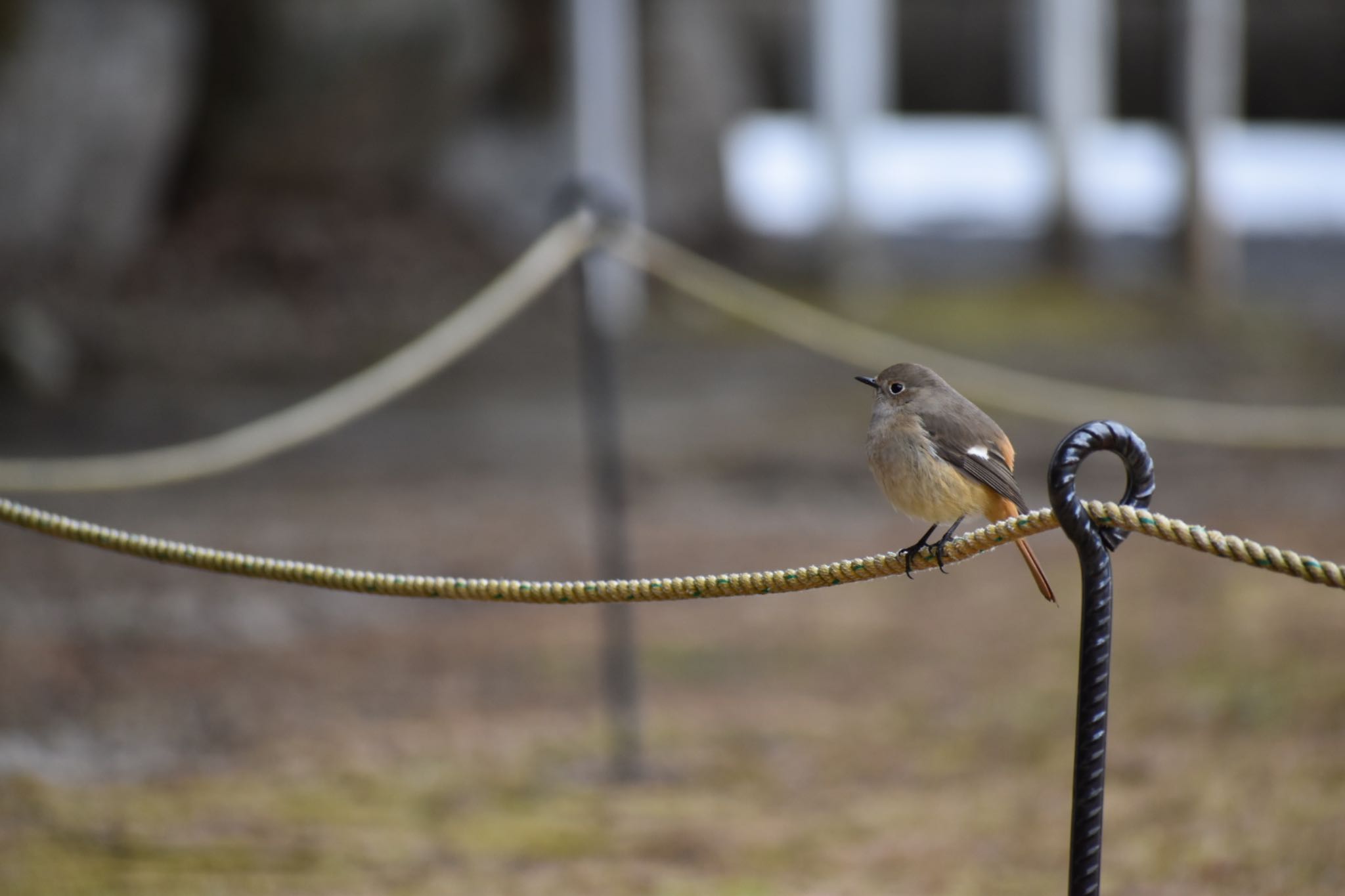 Daurian Redstart