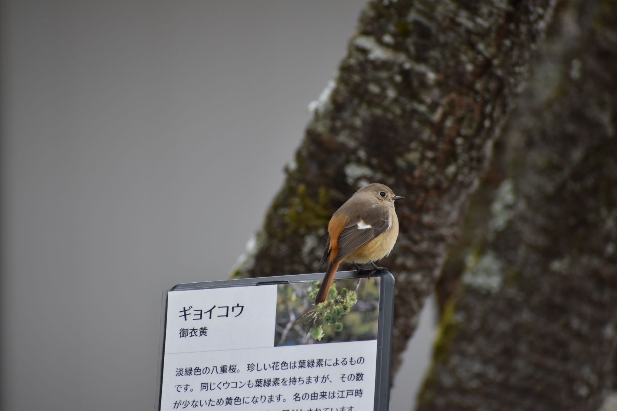 Daurian Redstart