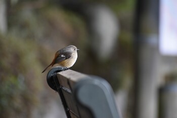 2022年2月23日(水) 三重県民の森の野鳥観察記録