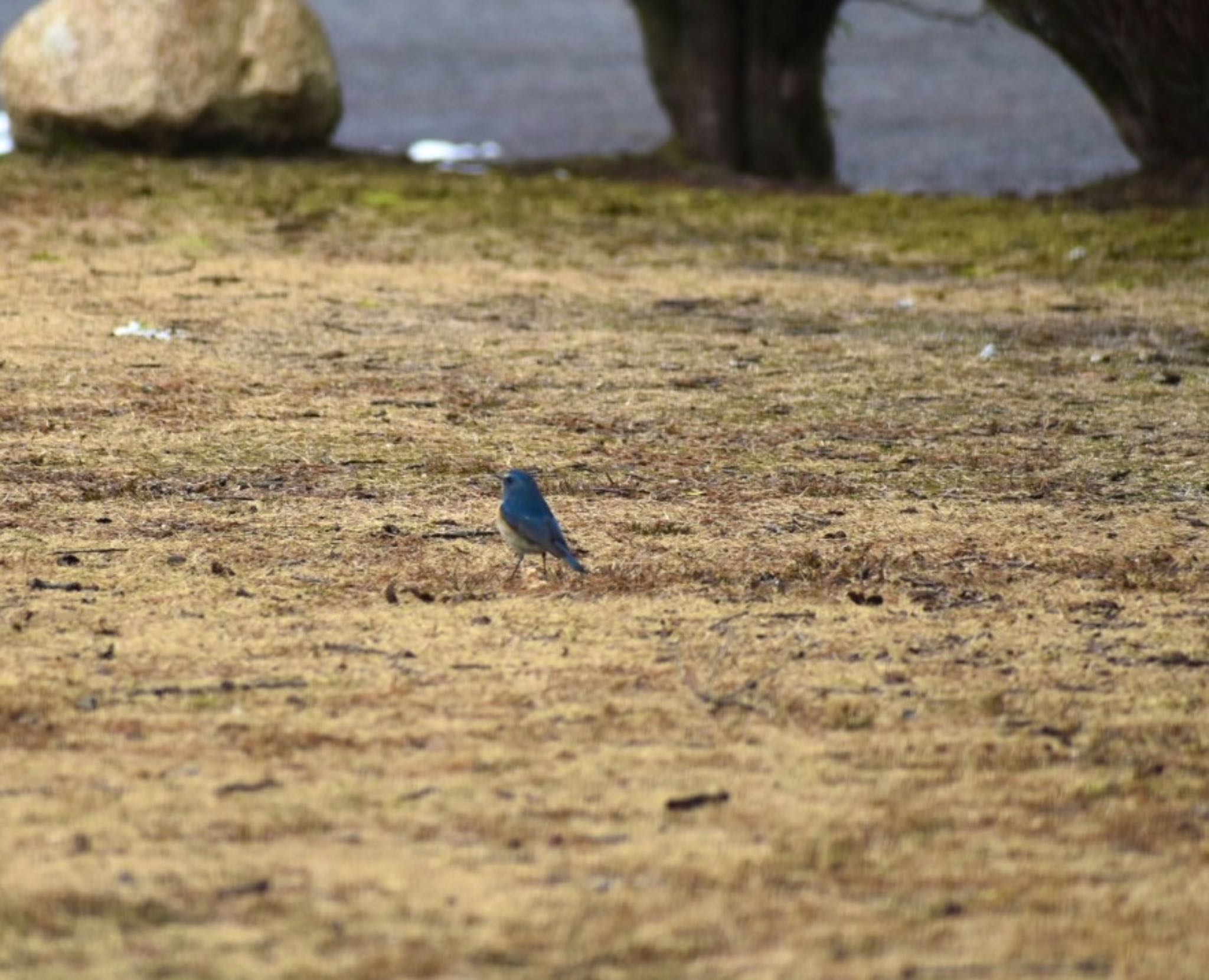 Red-flanked Bluetail