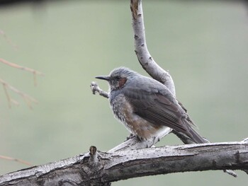 2022年2月23日(水) 服部緑地の野鳥観察記録