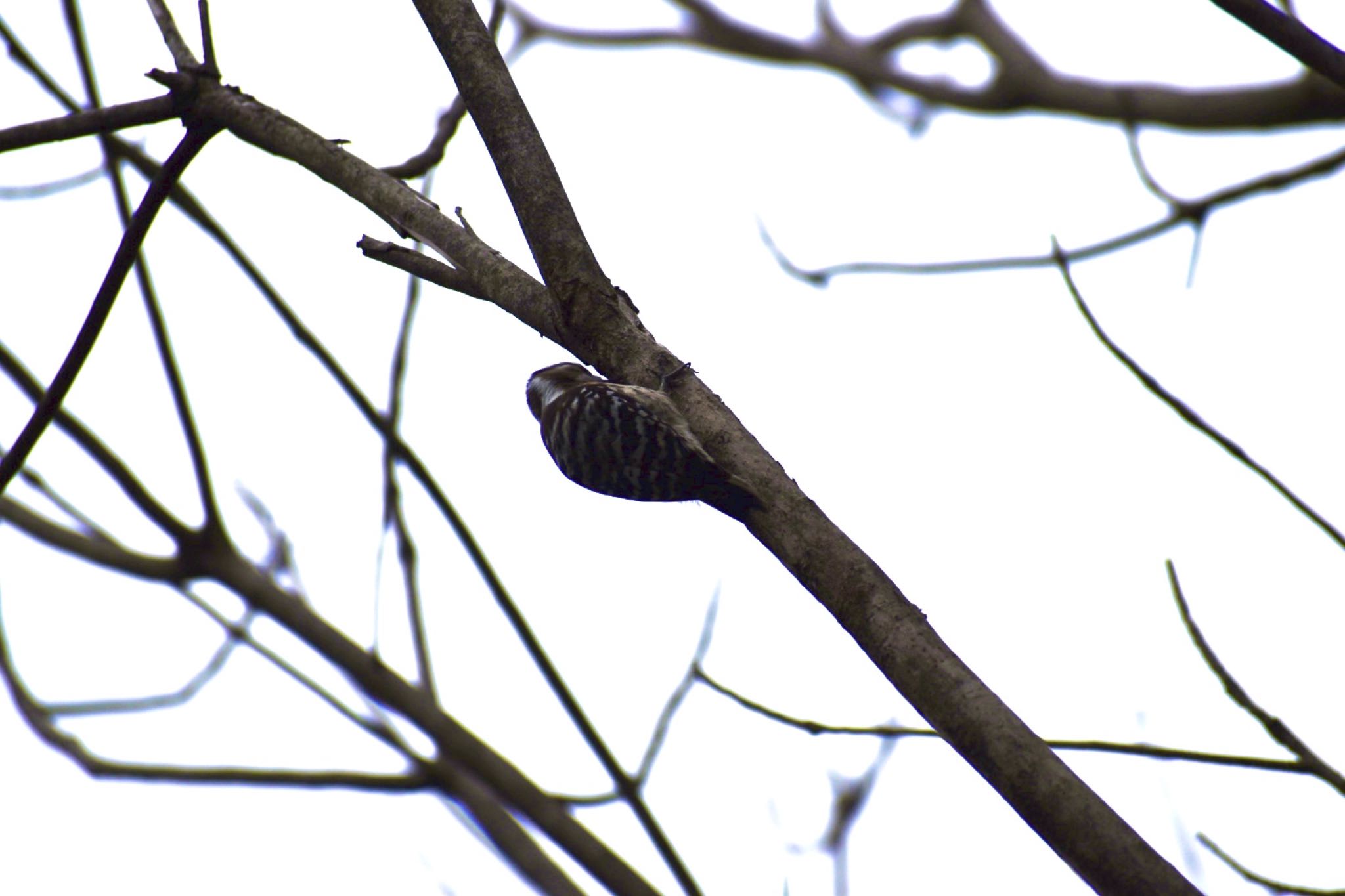 Japanese Pygmy Woodpecker