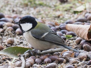 Japanese Tit 西宮市 広田山公園 Mon, 2/21/2022