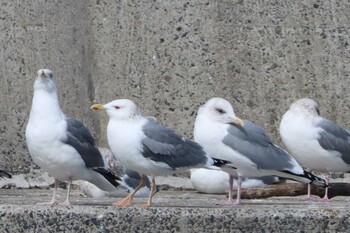 タイミルセグロカモメ 銚子漁港 2022年2月23日(水)