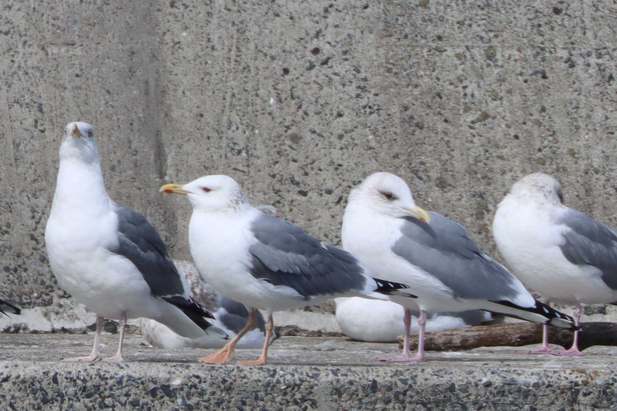 銚子漁港 タイミルセグロカモメの写真 by ぼぼぼ