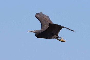 2022年2月23日(水) 銚子漁港の野鳥観察記録