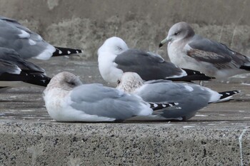 カナダカモメ 銚子漁港 2022年2月23日(水)