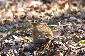 ガビチョウ 昭和記念公園 2022年2月23日(水)