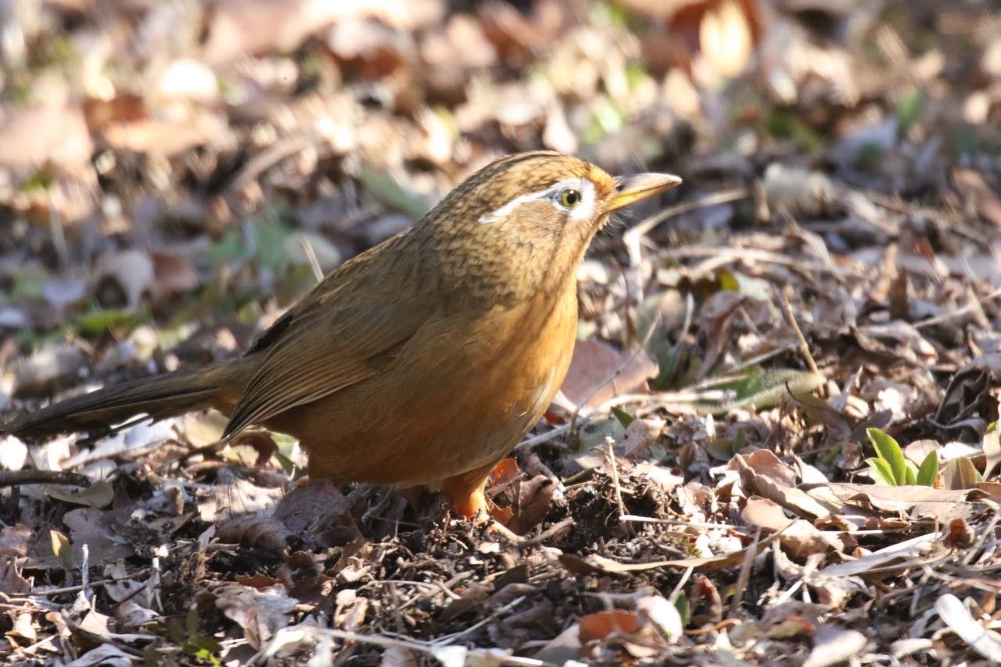 昭和記念公園 ガビチョウの写真 by もみじ