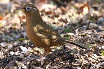 ガビチョウ 昭和記念公園 2022年2月23日(水)