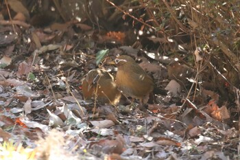 ガビチョウ 昭和記念公園 2022年2月23日(水)