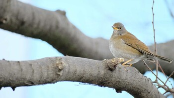 Pale Thrush Osaka castle park Wed, 2/23/2022