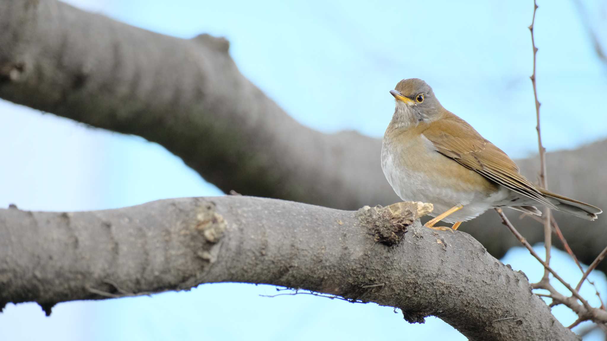 Photo of Pale Thrush at Osaka castle park by ももたろう