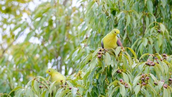 White-bellied Green Pigeon Osaka castle park Wed, 2/23/2022