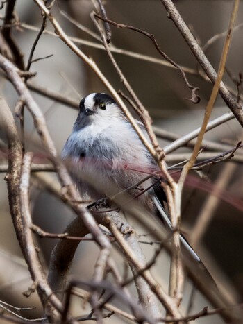 Long-tailed Tit Hayatogawa Forest Road Wed, 2/23/2022