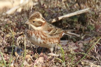 2022年2月23日(水) 昭和記念公園の野鳥観察記録