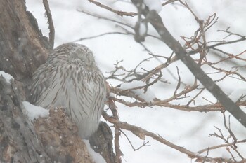 Ural Owl(japonica) Unknown Spots Wed, 2/9/2022