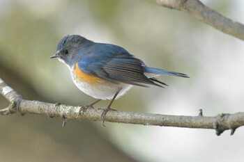 Red-flanked Bluetail Mikiyama Forest Park Wed, 2/23/2022