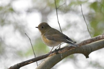 Red-flanked Bluetail Mikiyama Forest Park Wed, 2/23/2022