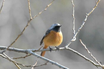 Daurian Redstart Mikiyama Forest Park Wed, 2/23/2022