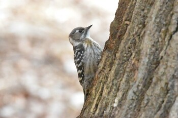 Japanese Pygmy Woodpecker Mikiyama Forest Park Wed, 2/23/2022