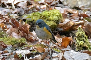 ルリビタキ ささやまの森公園(篠山の森公園) 2022年2月18日(金)