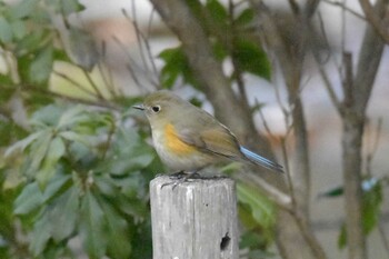 Red-flanked Bluetail ささやまの森公園(篠山の森公園) Fri, 2/18/2022