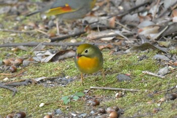 Red-billed Leiothrix 播磨中央公園(兵庫県) Fri, 2/11/2022