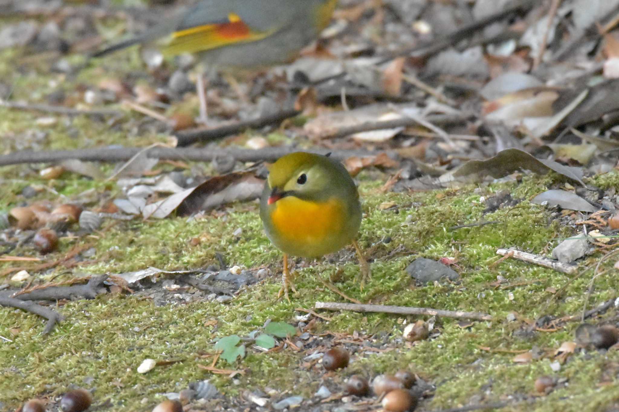 播磨中央公園(兵庫県) ソウシチョウの写真 by Shunsuke Hirakawa