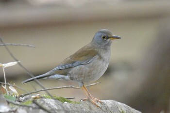 Pale Thrush 播磨中央公園(兵庫県) Fri, 2/11/2022