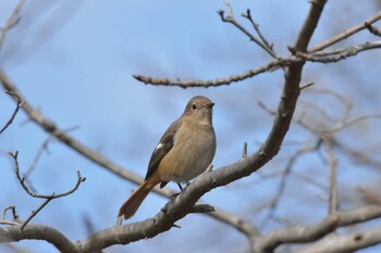 ジョウビタキ 播磨中央公園(兵庫県) 2022年2月4日(金)