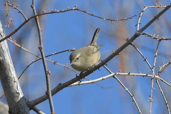 Japanese Bush Warbler 播磨中央公園(兵庫県) Fri, 2/4/2022