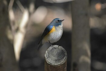 ルリビタキ 播磨中央公園(兵庫県) 2022年2月4日(金)