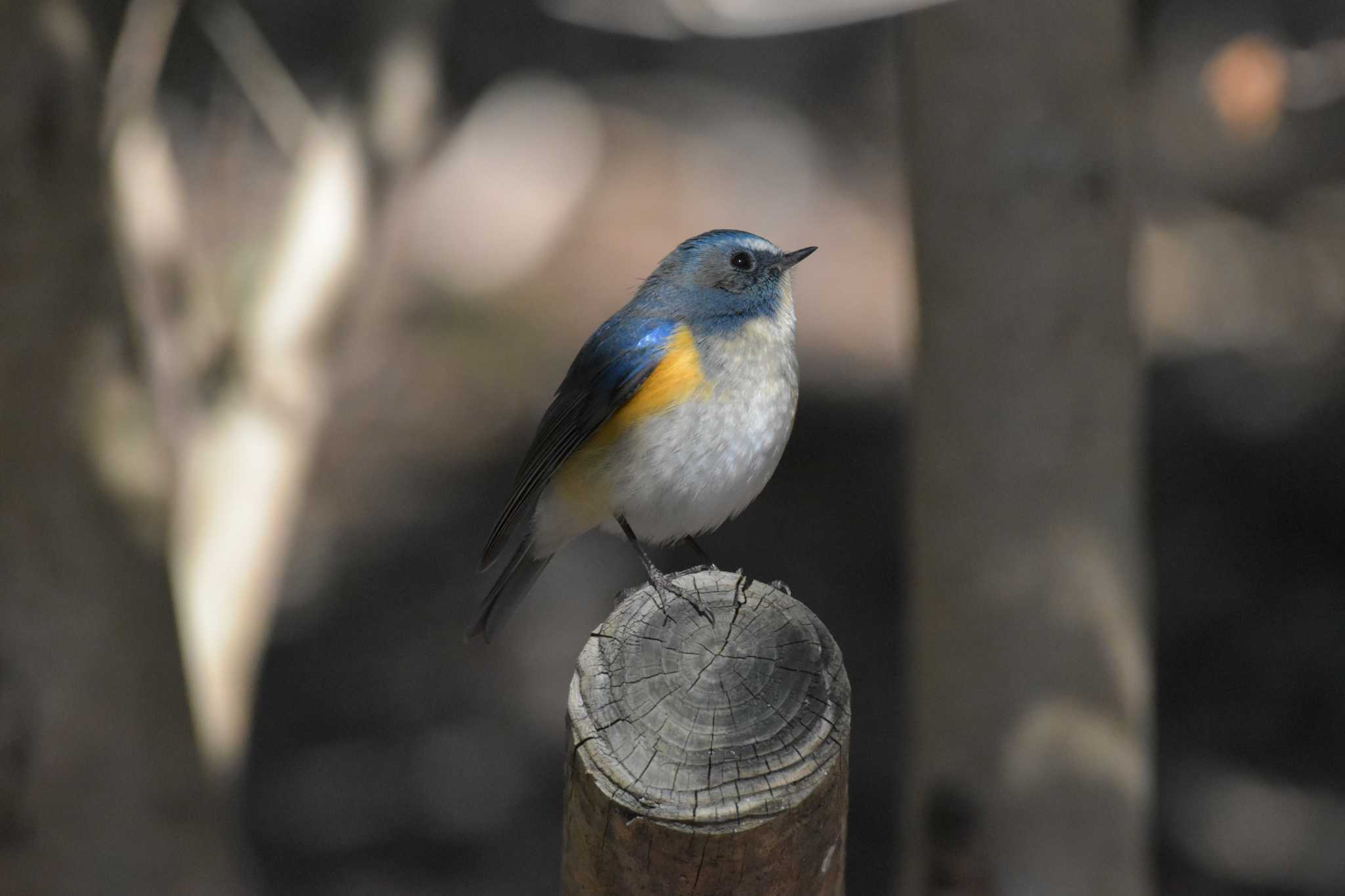 播磨中央公園(兵庫県) ルリビタキの写真 by Shunsuke Hirakawa