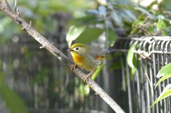 Red-billed Leiothrix 播磨中央公園(兵庫県) Fri, 2/4/2022