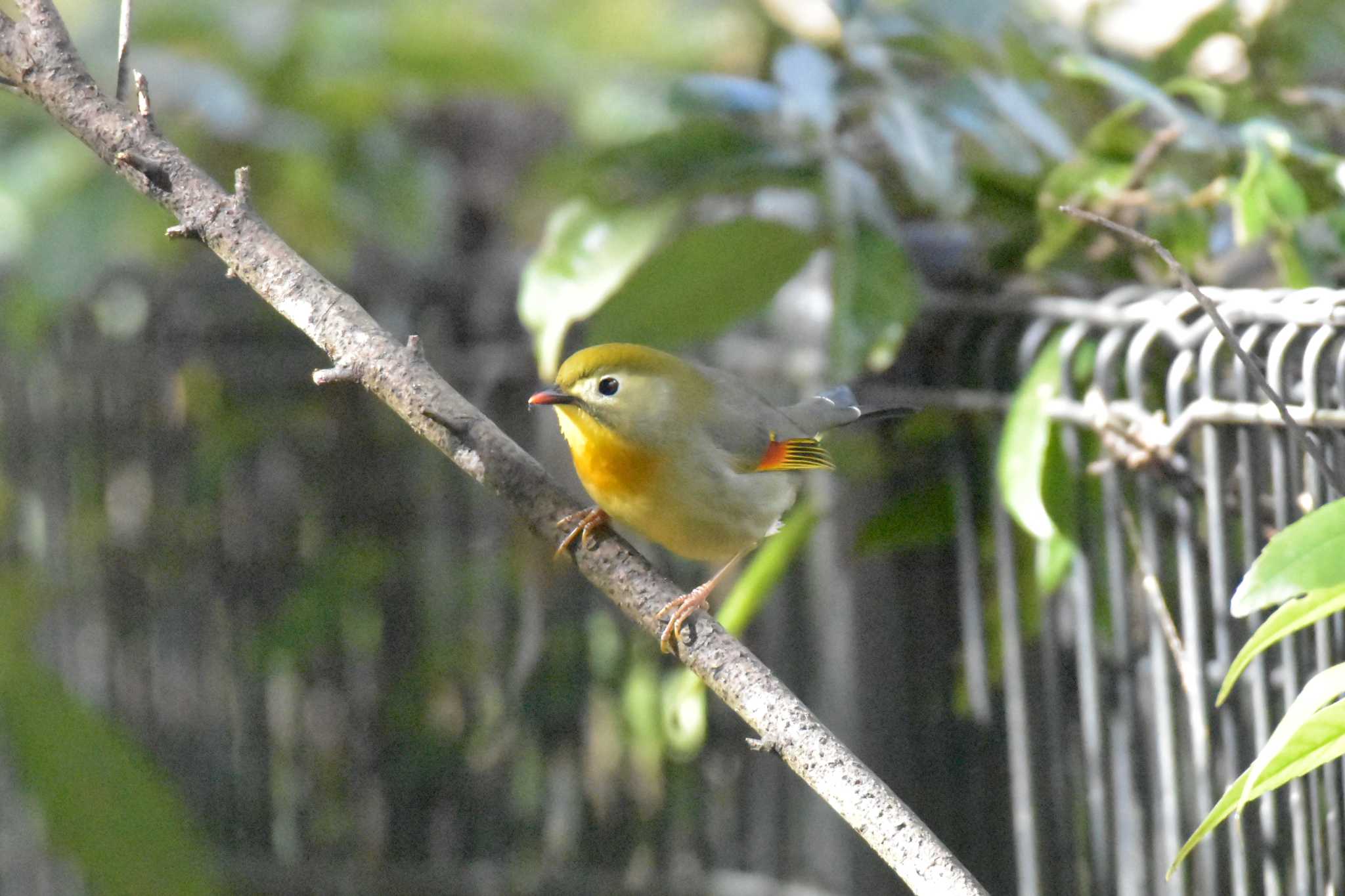 播磨中央公園(兵庫県) ソウシチョウの写真 by Shunsuke Hirakawa