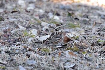 カシラダカ 播磨中央公園(兵庫県) 2022年2月4日(金)