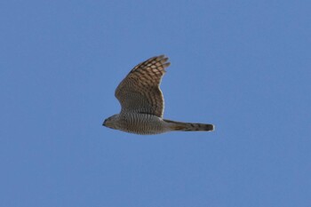 Eurasian Sparrowhawk Mikiyama Forest Park Thu, 2/17/2022