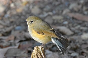 Red-flanked Bluetail Mikiyama Forest Park Thu, 2/3/2022