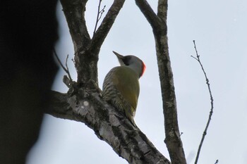 Japanese Green Woodpecker 播磨中央公園(兵庫県) Fri, 1/14/2022